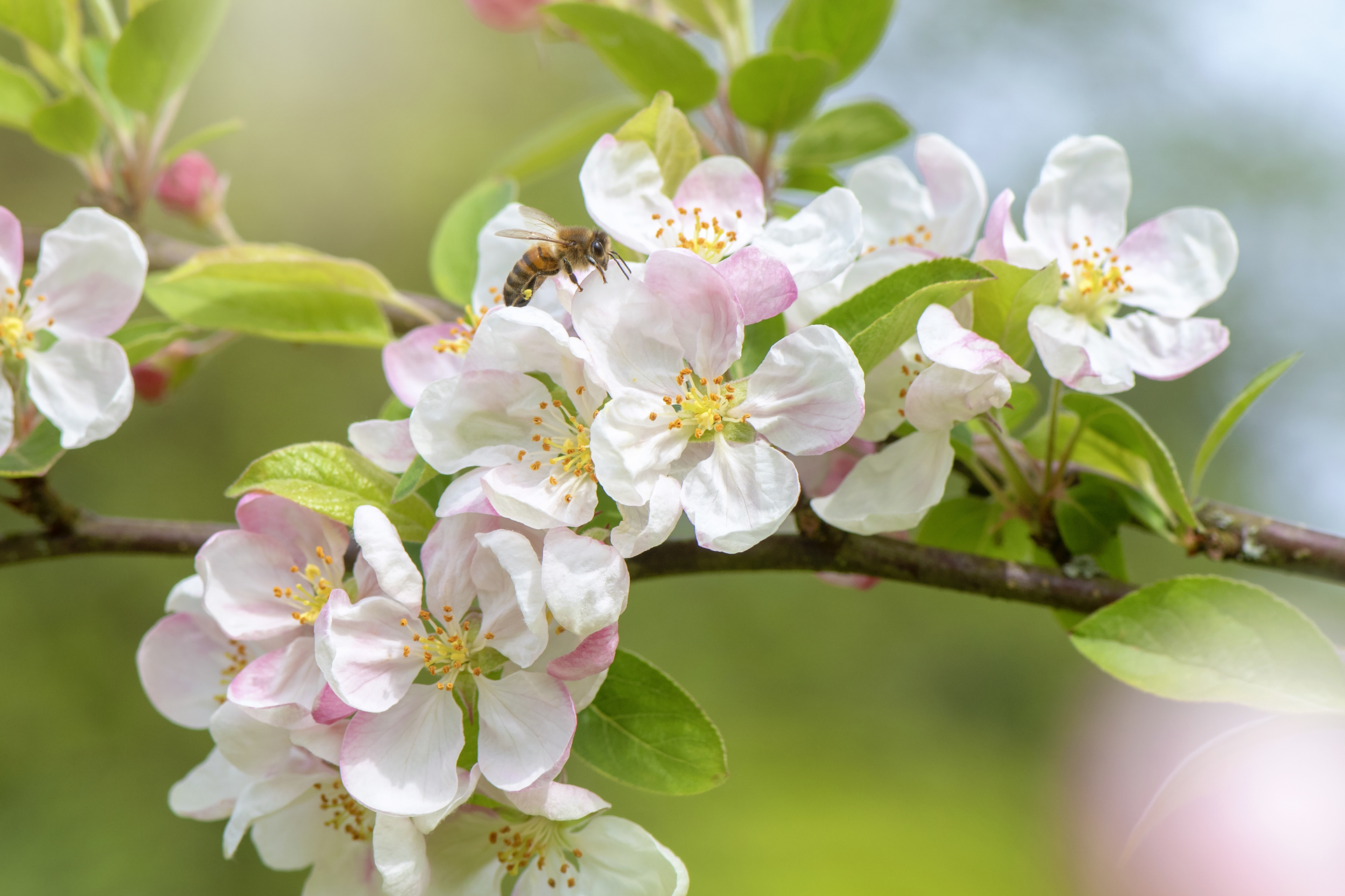 Obstblüten_Frostschutz mit Flüssiggas_Tyczka Energy_1920x1280